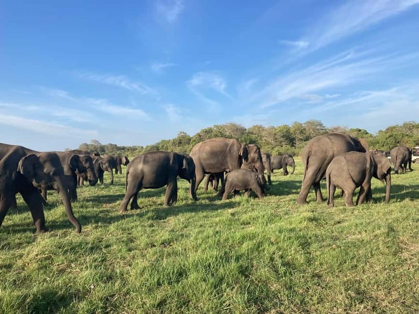 From Sigiriya: Minneriya National Park Private Jeep Safari - Why Minneriya is such a good elephant stop