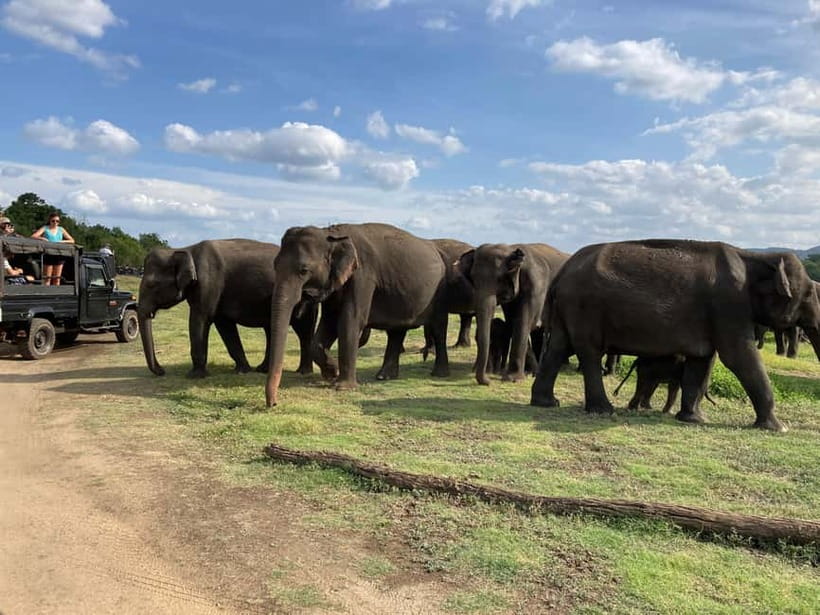 From Sigiriya: Minneriya National Park Private Jeep Safari - More than elephants: birds and smaller wildlife