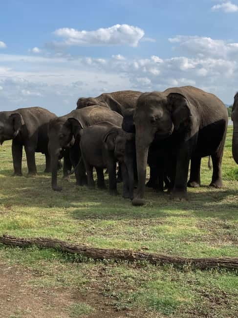 From Sigiriya: Minneriya National Park Private Jeep Safari - Baby elephants and responsible viewing