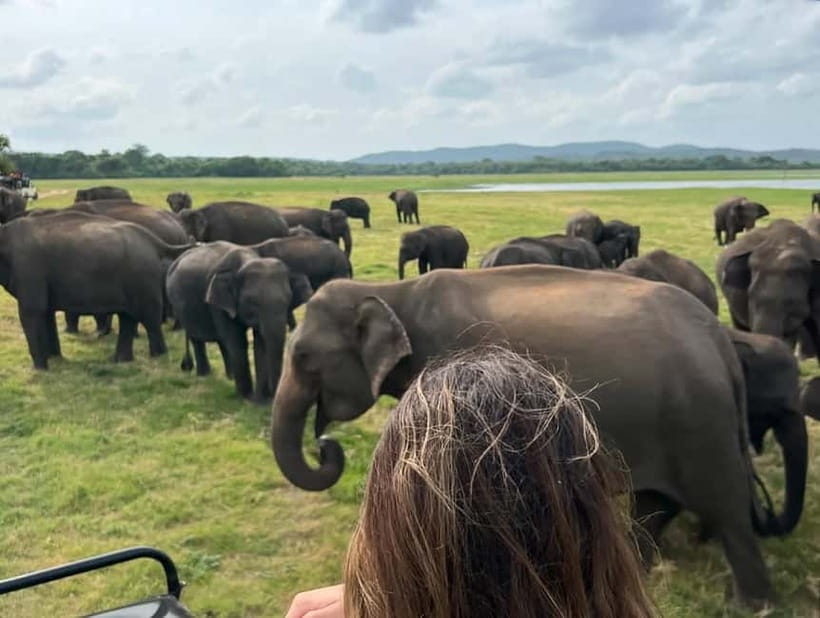 From Sigiriya: Minneriya National Park Private Jeep Safari - The $38 price and the extra entrance fee