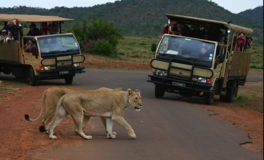 From Sun City: Pilanesberg National Park 3-Hour Game Drive - From Sun City resort to Pilanesberg’s volcanic crater