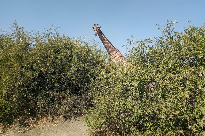 From Victoria Falls: Chobe National Park Small Group Tour - The group size and the private-tour warning