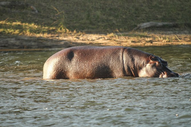 From Victoria Falls: Chobe National Park Small Group Tour - Who will enjoy this day most