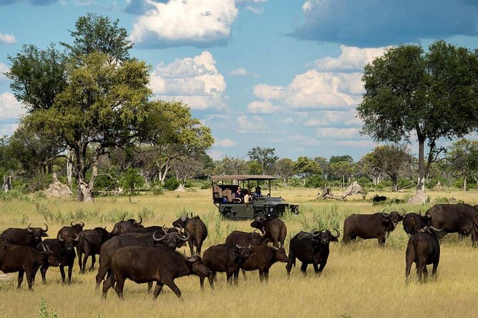 From Victoria Falls: Chobe National Park Small Group Tour - Leaving Victoria Falls at 7:30 AM