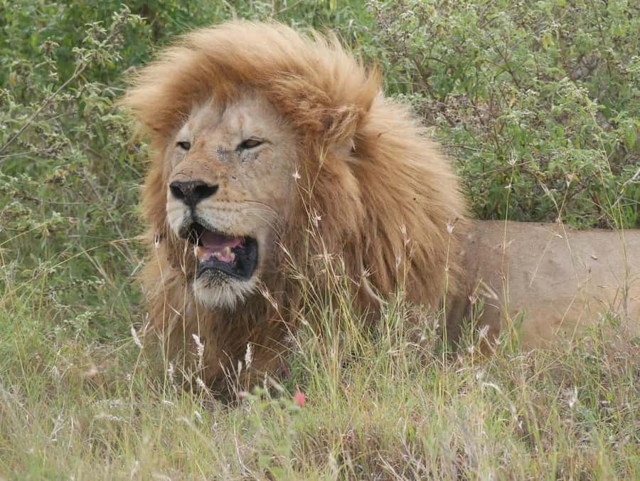 From Zanzibar: Nyerere National Park Game Drive with Lunch - Five things to know before you book