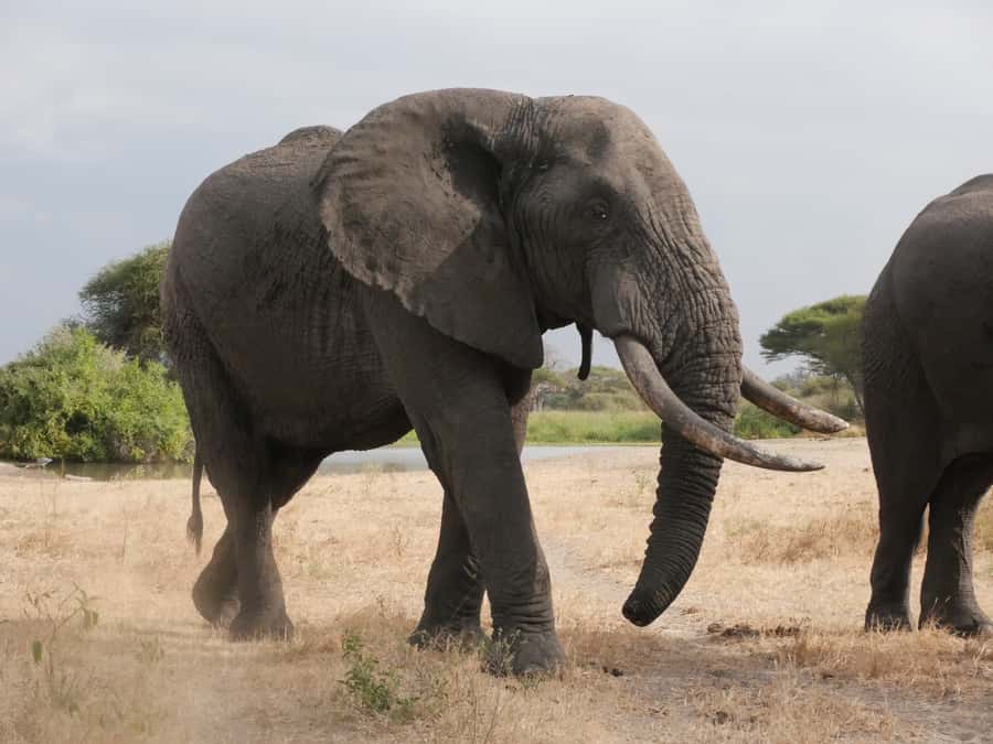 From Zanzibar: Nyerere National Park Game Drive with Lunch - Why this safari works from Zanzibar