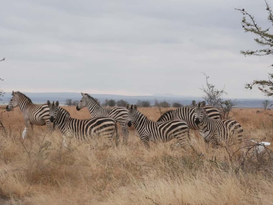 From Zanzibar: Nyerere National Park Game Drive with Lunch - Flying to Mtemere airstrip