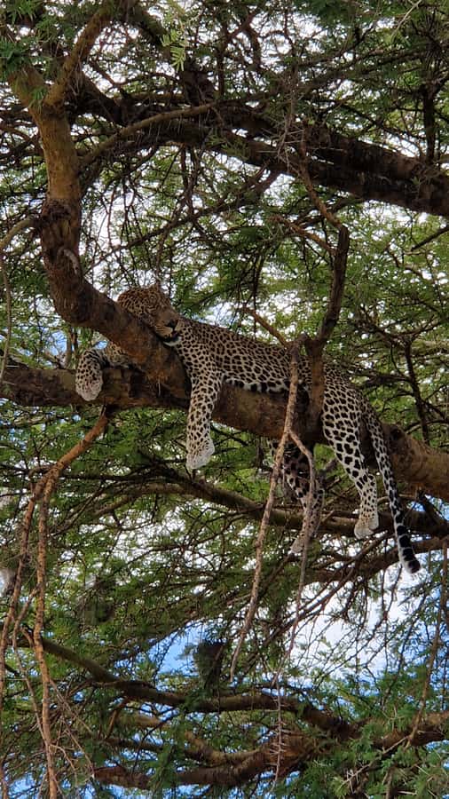 From Zanzibar: Nyerere National Park Game Drive with Lunch - What you can realistically see