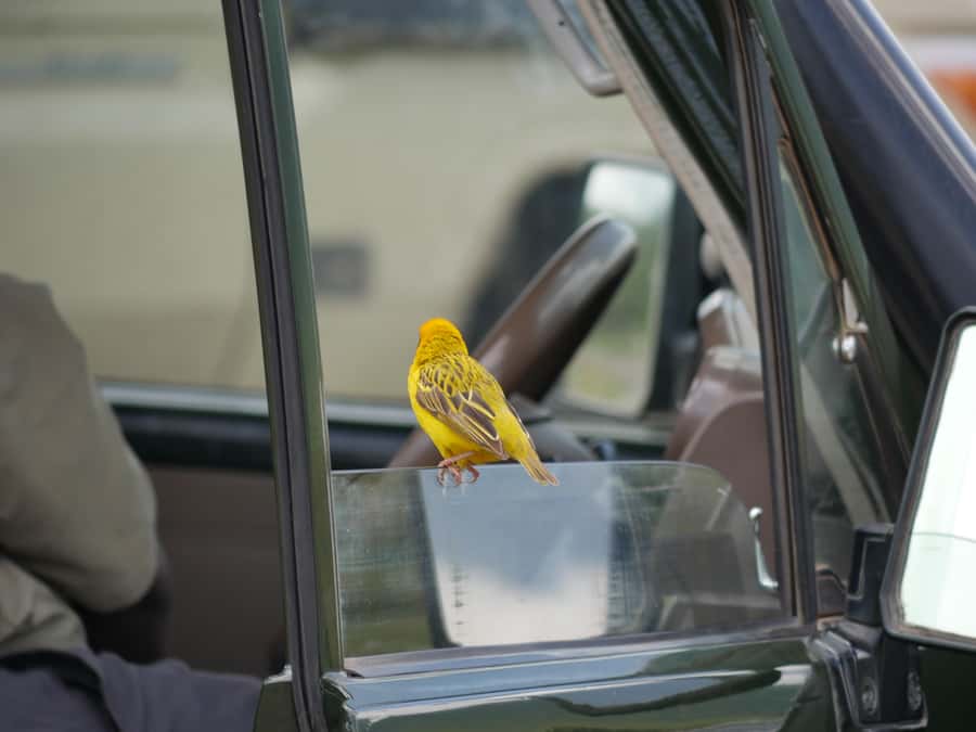 From Zanzibar: Nyerere National Park Game Drive with Lunch - Timing the return to Zanzibar