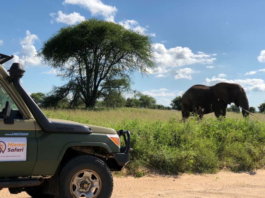 From Zanzibar: Nyerere National Park Game Drive with Lunch - The early hotel pickup and airport transfer