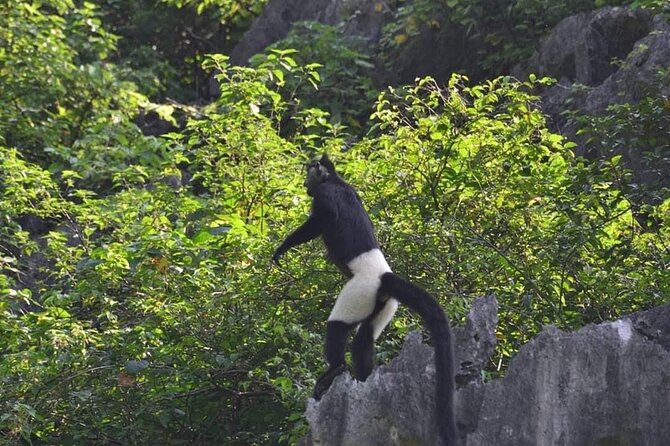 Full-Day Cuc Phuong National Park Hiking Tour - What makes this Cuc Phuong tour worth considering