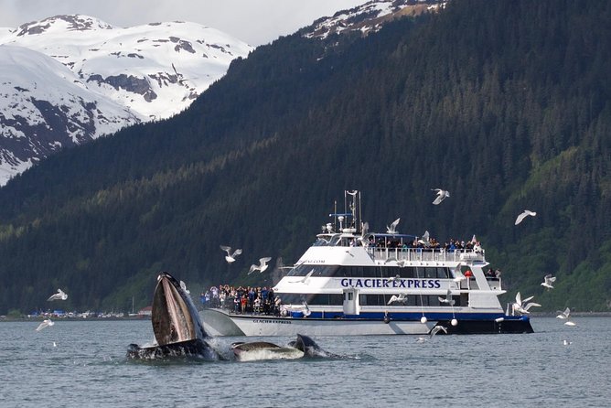 Full-Day Kenai Fjords National Park Cruise - Holgate Glacier and the sound of calving ice
