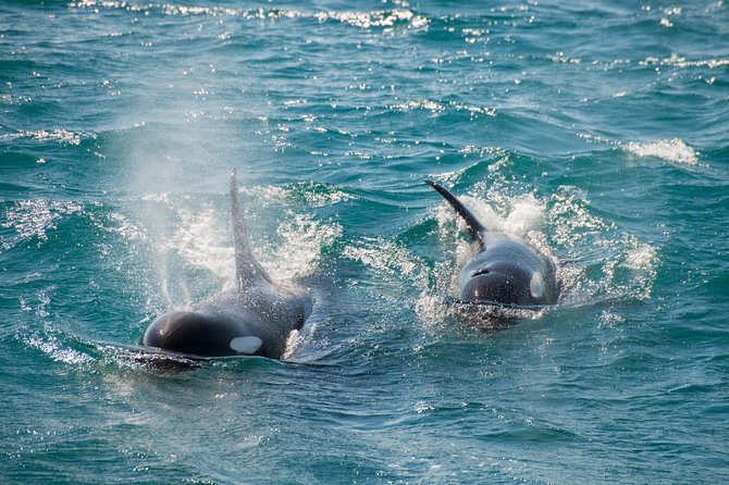 Full-Day Kenai Fjords National Park Cruise - Aialik Bay and the active tidewater glaciers