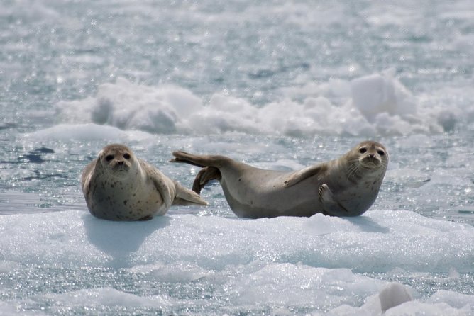 Full-Day Kenai Fjords National Park Cruise - Seabirds, sea lions, and the outer coast