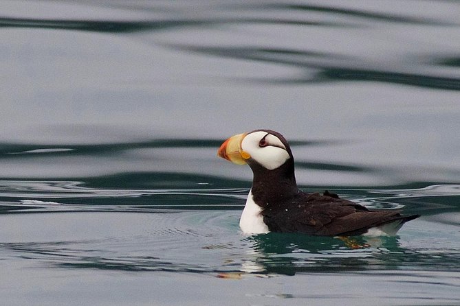 Full-Day Kenai Fjords National Park Cruise - What the boat day feels like