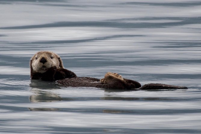 Full-Day Kenai Fjords National Park Northwestern Cruise - Why the Northwestern Fjord route matters