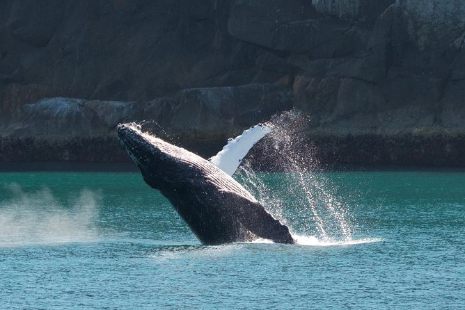 Full-Day Kenai Fjords National Park Northwestern Cruise - Harris Bay and the open-water portion