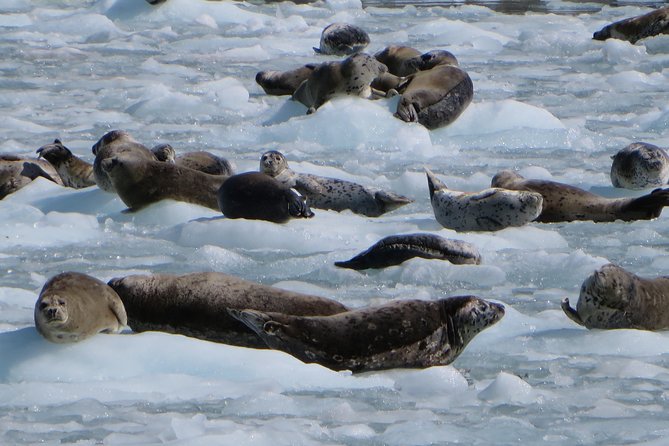 Full-Day Kenai Fjords National Park Northwestern Cruise - Lunch, comfort, and the 8.5-hour commitment