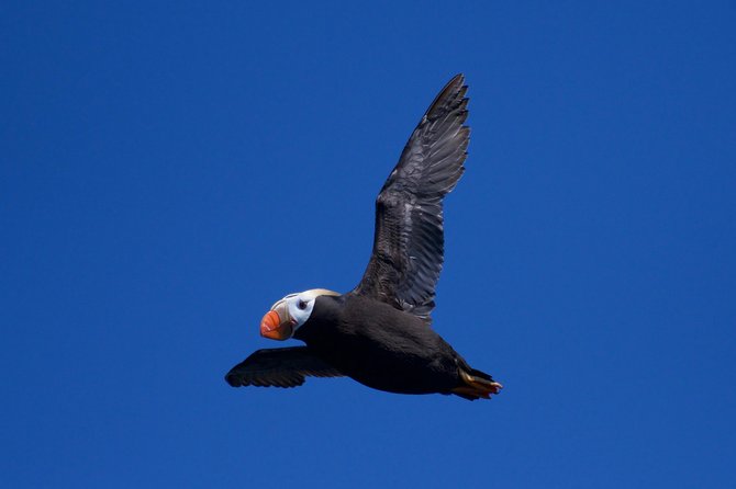 Full-Day Kenai Fjords National Park Northwestern Cruise - Resurrection Bay and the first wildlife search