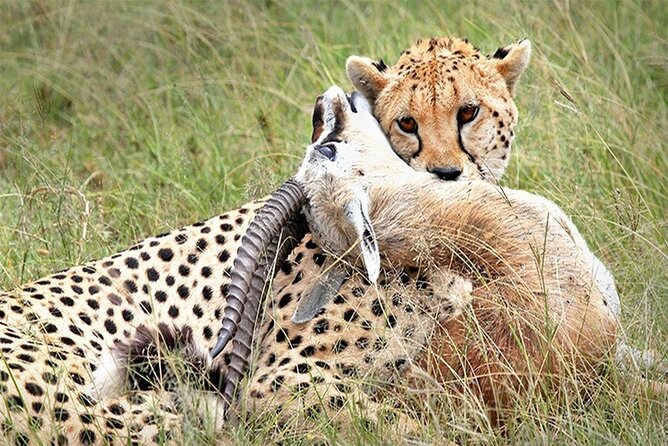 Full Day Private Tour of Tsavo East National Park from Mombasa - The 5:30 am departure from Mombasa