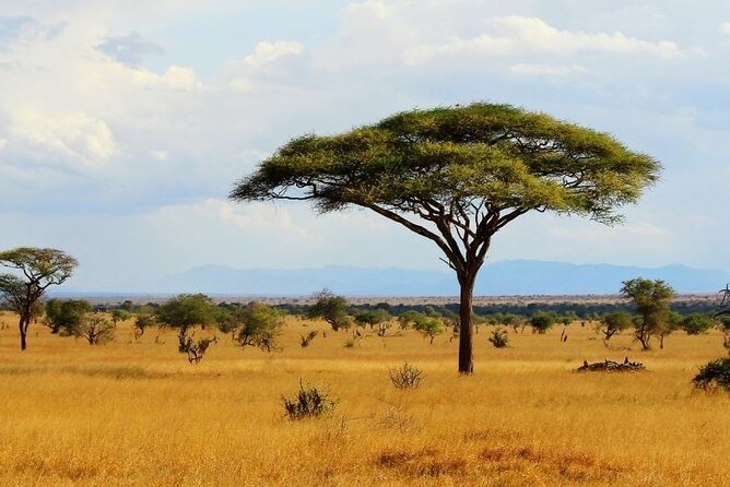 Full Day Private Tour of Tsavo East National Park from Mombasa - Aruba Dam and the best chance for concentrated wildlife