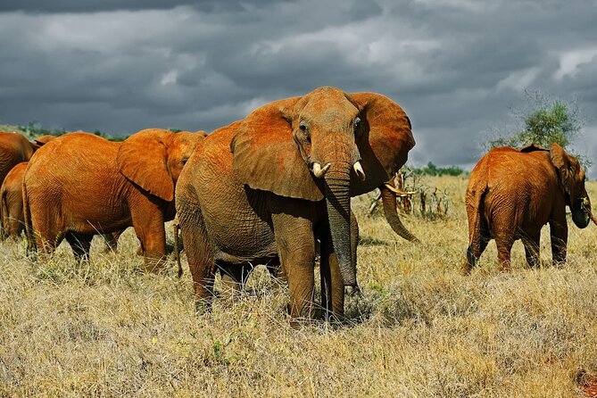 Full Day Private Tour of Tsavo East National Park from Mombasa - What $315 per person really buys you