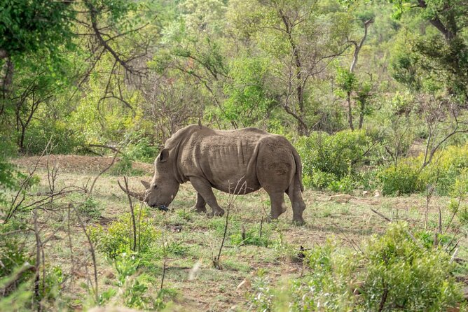 Full Day Safari Tour of Pilanesberg National Park, Open Jeep experience - What the safari guide adds