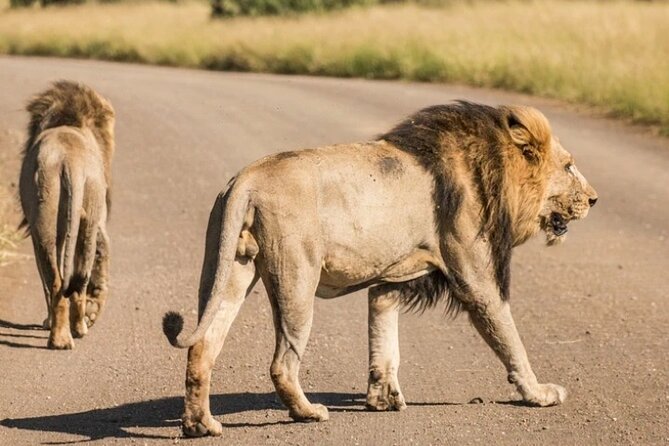 Full Day Safari Tour of Pilanesberg National Park, Open Jeep experience - Is a full day too long?