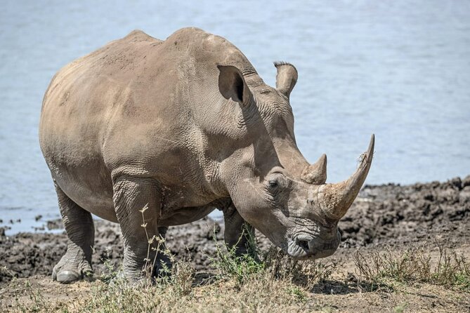 Full Day Safari Tour of Pilanesberg National Park, Open Jeep experience - Lunch, water, and the real value of $155.29