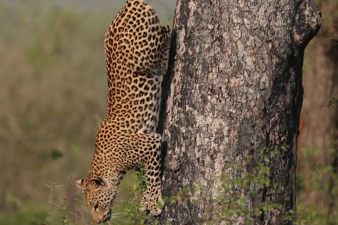 Full Day Safari Tour of Pilanesberg National Park, Open Jeep experience - Who will enjoy this safari most?