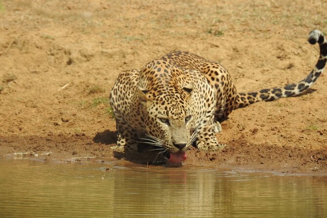 Full day Safari - Yala National Park - 04.30 am to 06.00 pm with - Janaka safari - The 4:30 a.m. pickup and first entry