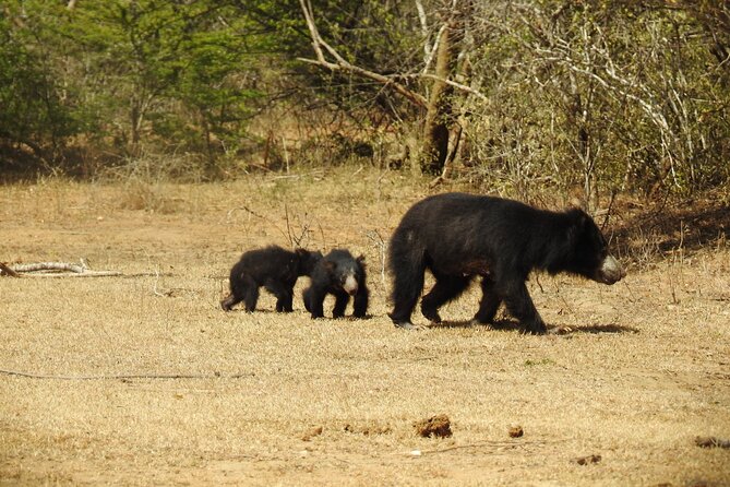 Full day Safari - Yala National Park - 04.30 am to 06.00 pm with - Janaka safari - The animals beyond the leopard