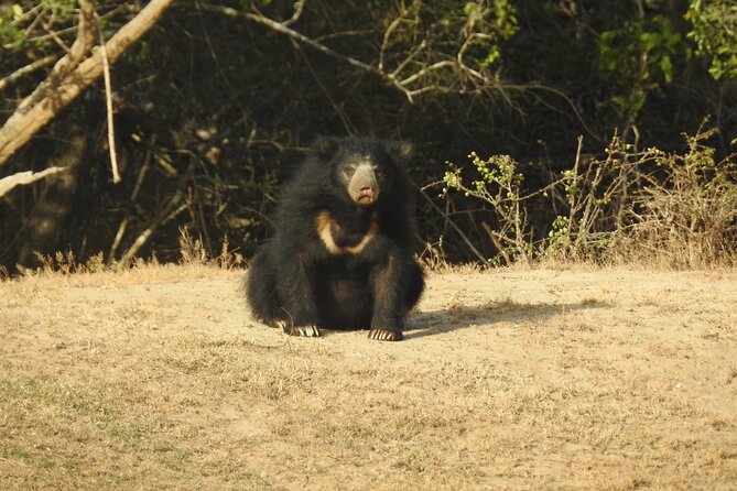 Full day Safari - Yala National Park - 04.30 am to 06.00 pm with - Janaka safari - The jeep, group size, and comfort