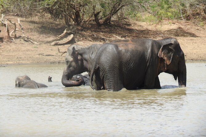 Full day Safari - Yala National Park - 04.30 am to 06.00 pm with - Janaka safari - What the guide adds to the day