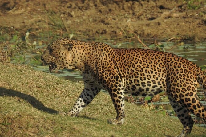 Full day Safari - Yala National Park - 04.30 am to 06.00 pm with - Janaka safari - Price and what you really receive