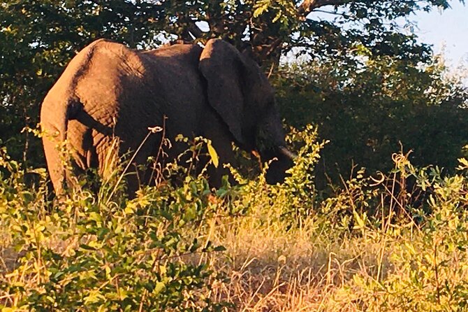 Full Day Tour to Chobe National Park and Botswana - Chobe River cruise: wildlife from the water