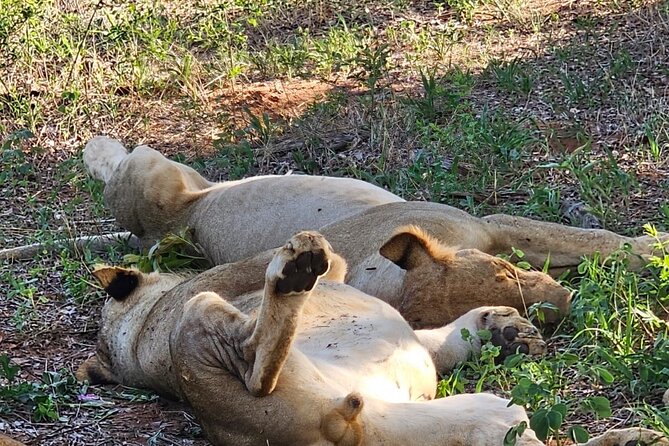 Full Day Tour to Chobe National Park and Botswana - Lunch beside the river
