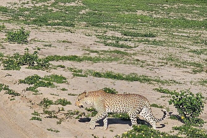 Full Day Tour to Chobe National Park and Botswana - How the $180 price compares with the experience
