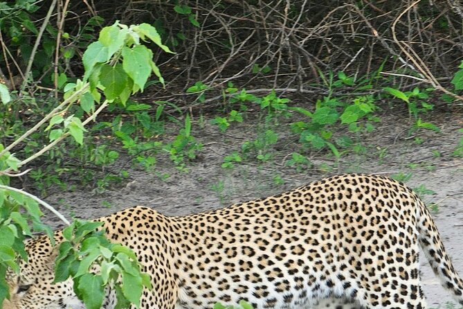Full Day Tour to Chobe National Park and Botswana - Timing, group size, and comfort