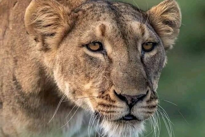 Full Day Tour to Chobe National Park and Botswana - Starting in Livingstone around 7:00