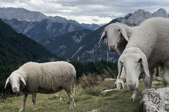 Full-Day Triglav National Park Tour from Ljubljana - A Quick Italian Detour at Lago del Predil