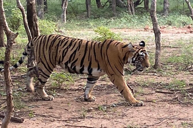 Full-Day Trip to Ranthambore National Park from Jaipur - Leaving Jaipur in a private car