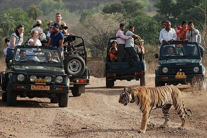 Full-Day Trip to Ranthambore National Park from Jaipur - Reaching Ranthambore National Park