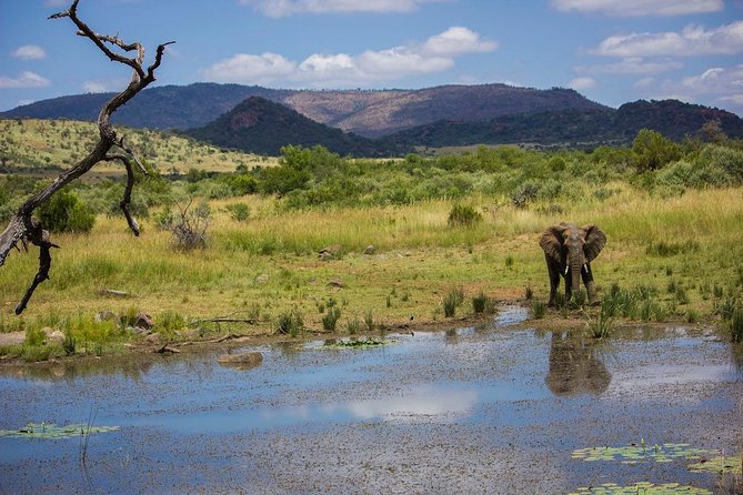 Full Day Ultimate Pilanesberg National Park Safari from Johannesburg or Pretoria - What the $159.89 price really covers