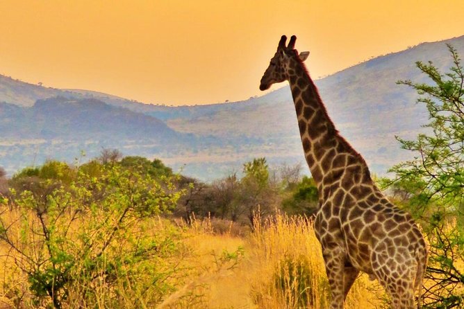 Full Day Ultimate Pilanesberg National Park Safari from Johannesburg or Pretoria - Who will enjoy this most