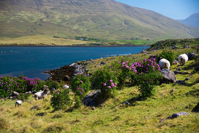 Galway to Connemara National Park Day Tour - Two hours at Connemara National Park