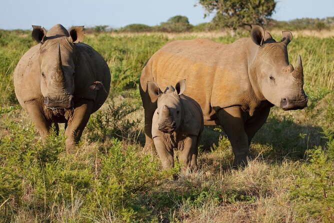 Game drive in the Mosi Oa Tunya National Park - Livingstone - Key points about the Mosi Oa Tunya game drive