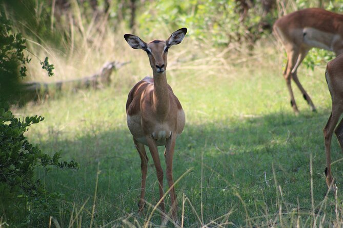 Game drive in the Mosi Oa Tunya National Park - Livingstone - Why the rhino walk changes the experience