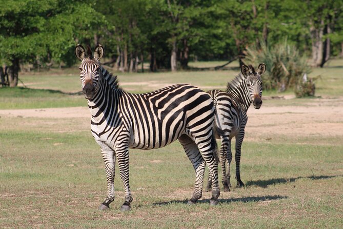 Game drive in the Mosi Oa Tunya National Park - Livingstone - Is $85 good value for two and a half hours?