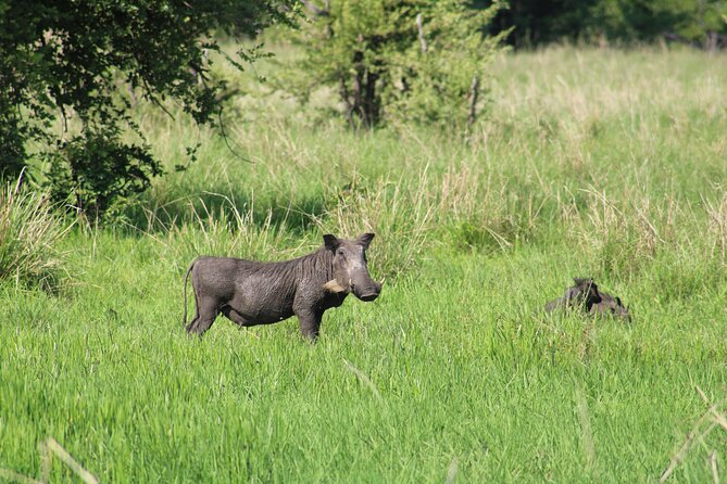 Game drive in the Mosi Oa Tunya National Park - Livingstone - Who should book this Livingstone safari?